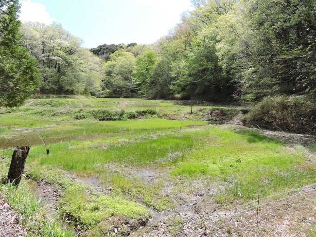 豊田市自然観察の森・営巣環境