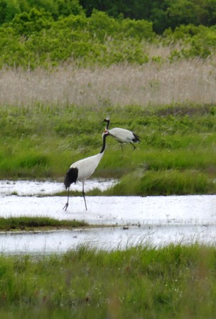 タンチョウ（写真：（公財）日本野鳥の会）