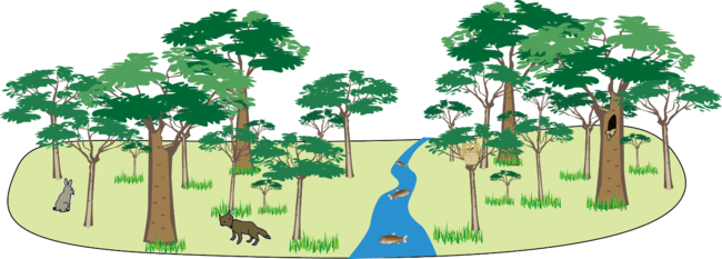 タンチョウやシマフクロウの生息地を丸ごと保全することで、そこに住むすべての動植物を守ることができる。