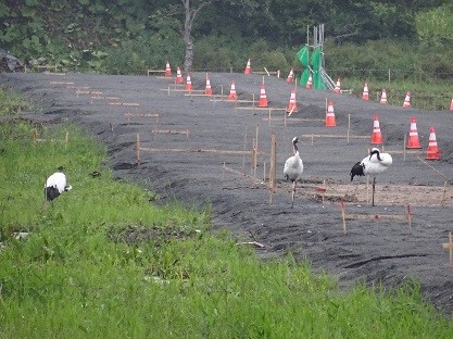 タンチョウの住む湿原を貫く道路工事