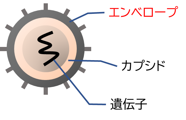 エンベロープタイプのウイルス
