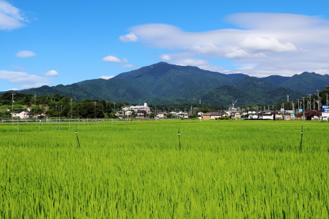 阿夫利山