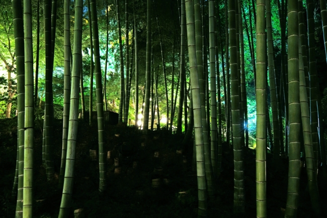 写真提供：高台寺