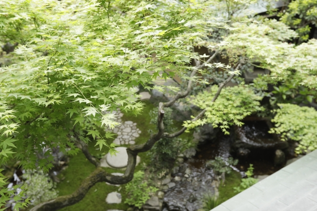 夏のそわか：お部屋から見える庭園の美しい青紅葉