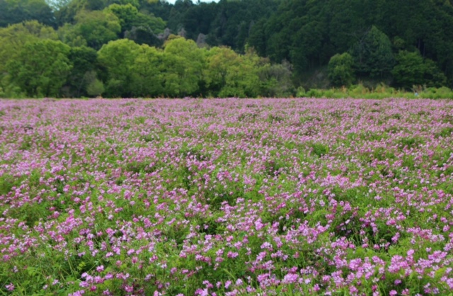 奈良県明日香村（明日香村役場様ご提供）