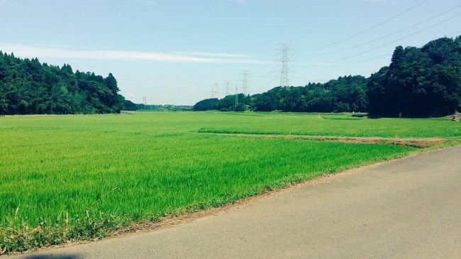 千葉県佐倉市（町田萌 撮影・加工）