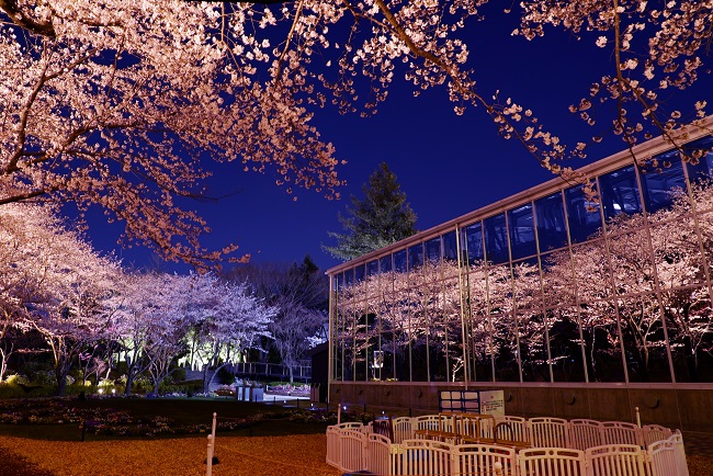 貸出画像「夜桜びより②」