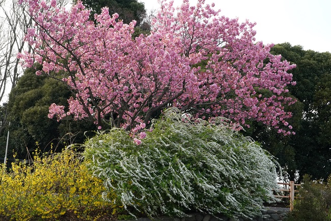 貸出画像「多摩緋桜」