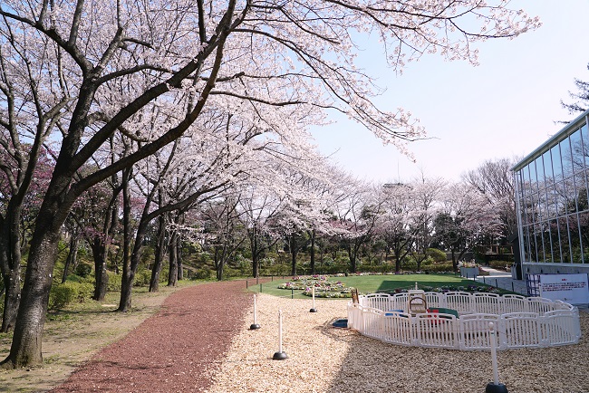 貸出画像 「HANA・BIYORIの桜」