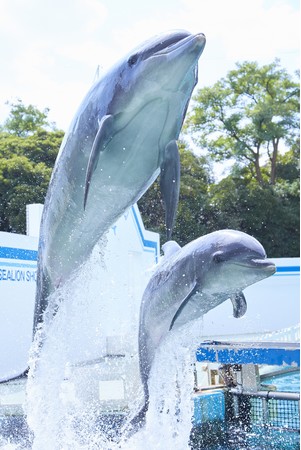 ミントとバニラのトレーニング風景