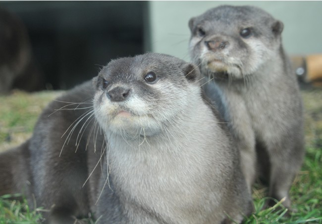 7月17日「カワウソ“小さな狩人”」オープン