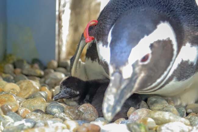 5月2日生まれの赤ちゃんペンギン