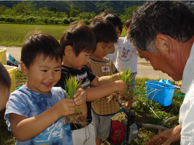 園児たちの田植え