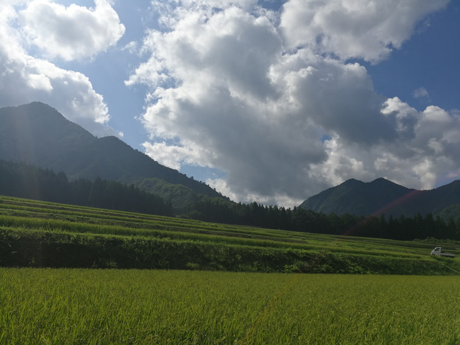 中間地の田んぼ