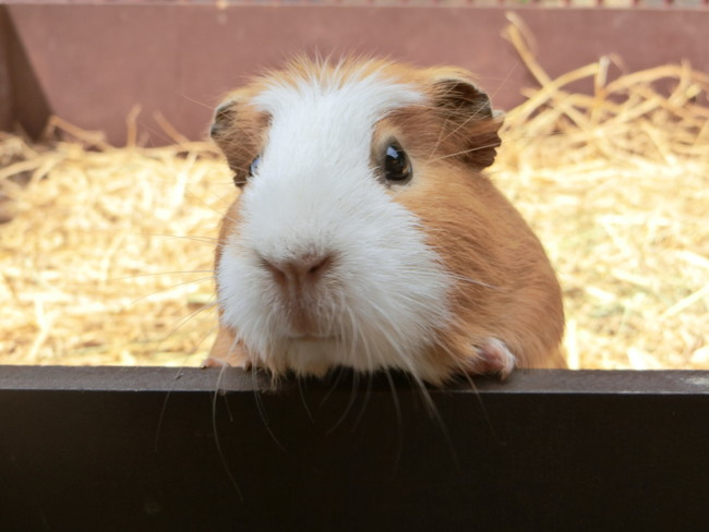 大牟田市動物園