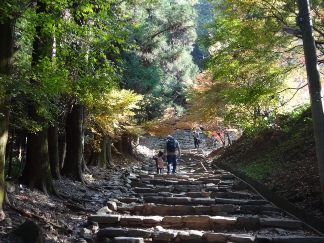 緑に囲まれた山道を歩きます