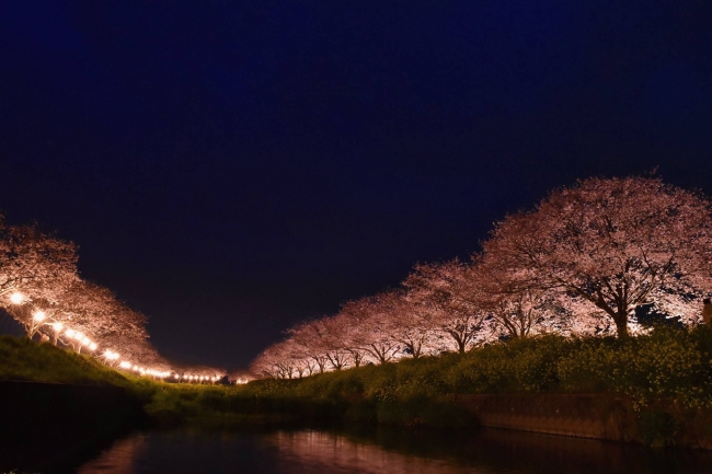 桜並木道（夜間）