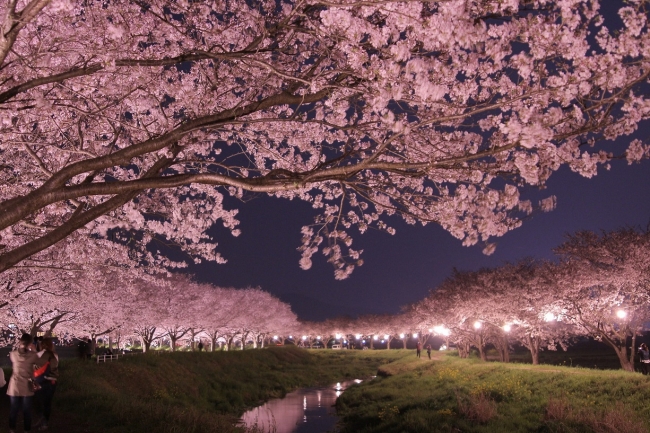 桜満開の並木道