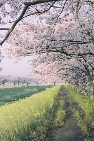 桜並木道（昼間）