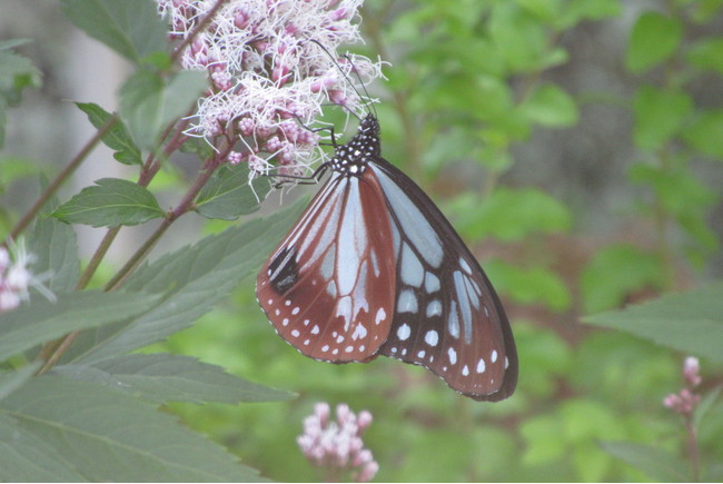 フジバカマの蜜を吸う「アサギマダラ」