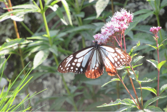 フジバカマの蜜を吸う「アサギマダラ」