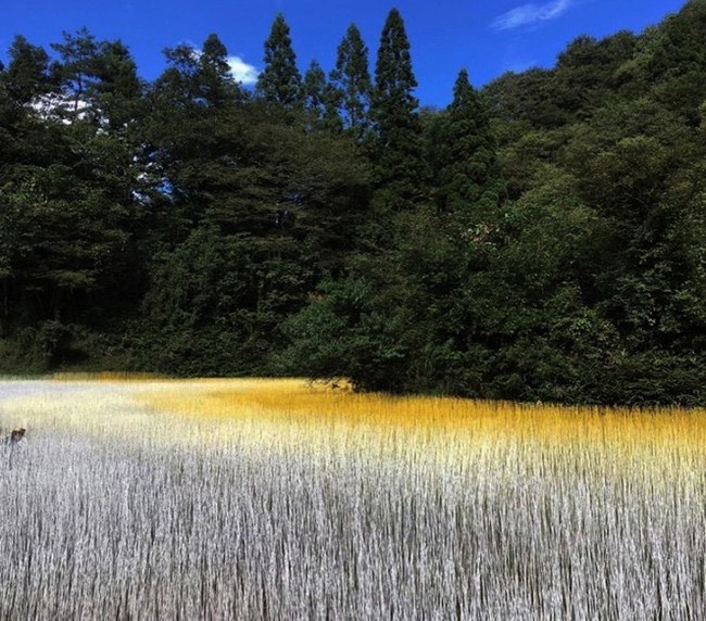 「北アルプス国際芸術祭2020-2021」で長野県大町市八坂地区の田んぼに拡がる游文富の作品『心田を耕す』は、日本から台湾に贈られたワクチンへの感謝の気持ちも作品に込められている。