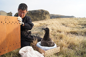 過去の助成先　（公財）山階鳥類研究所のアホウドリの新繁殖地への誘致活動　画像提供：（公財）山階鳥類研究所