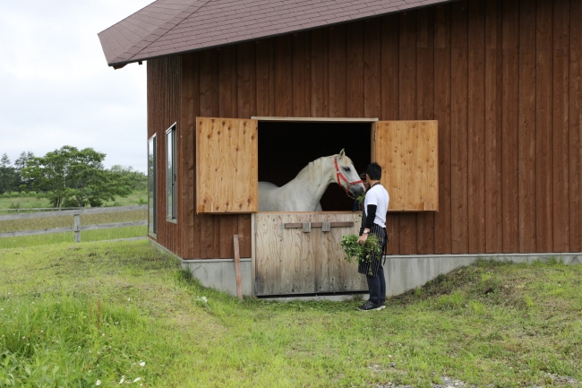 ※実際に暮らす馬は、ポニーまたは仔馬になります。