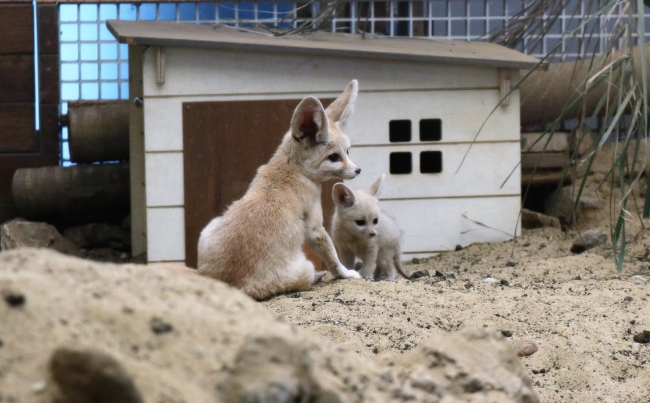 母ソフィと子ども