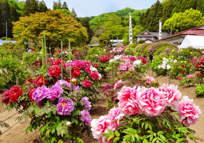 現在のボタン園