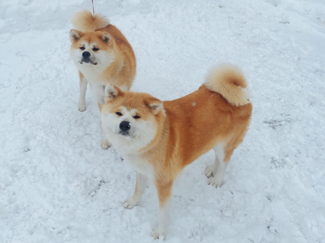 秋田犬とふれあい体験