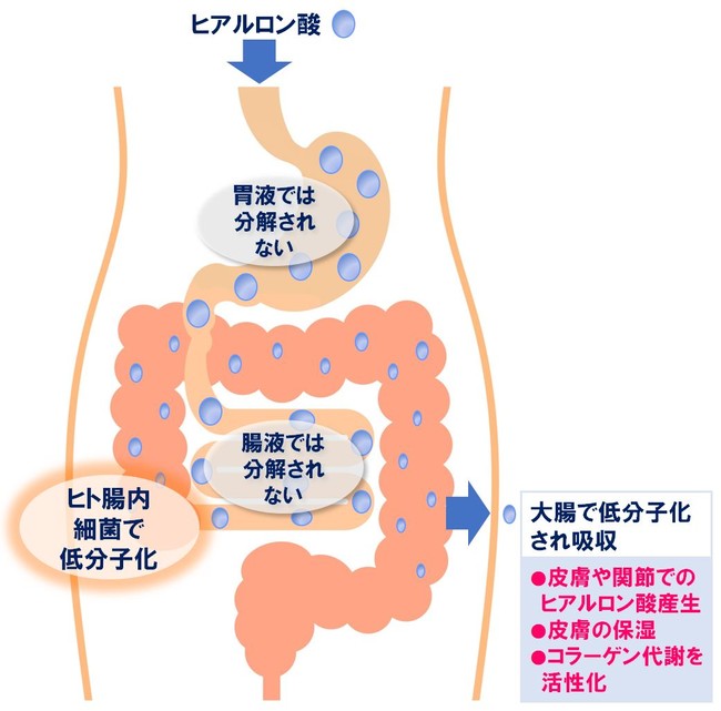 図1 経口摂取されたヒアルロン酸が分解、吸収、肌で作用する仕組み