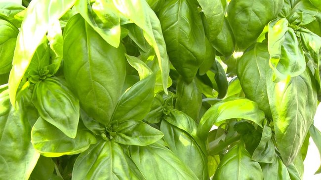 　Basil grown in smart farm