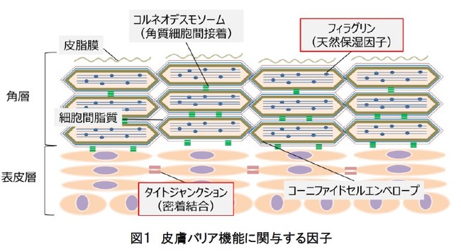 図１　