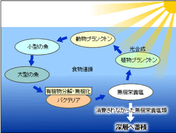 深層水に栄養が届くまでの食物連鎖の仕組み