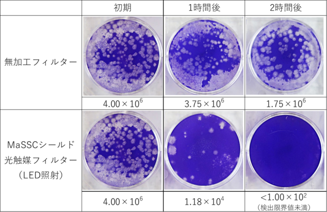 ※白く色が抜けている部分が新型コロナウイルスが細胞に感染した箇所