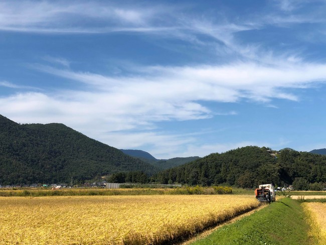 カトウファームの圃場