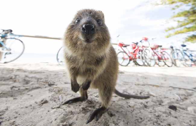 世界一幸せな動物クオッカ