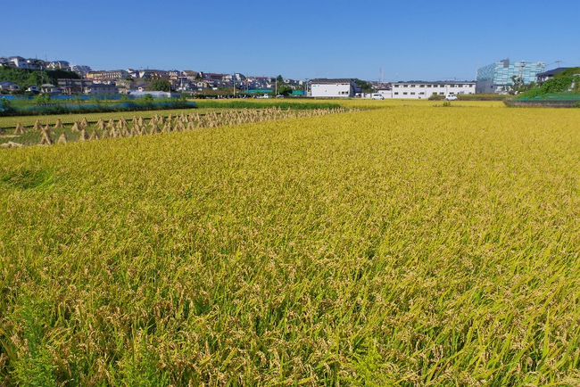 横浜市産「さとじまん」田んぼ