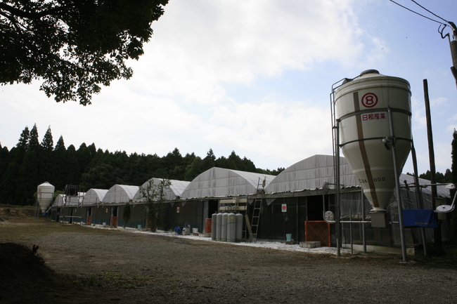 鹿児島県霧島市にある直営養鶏場