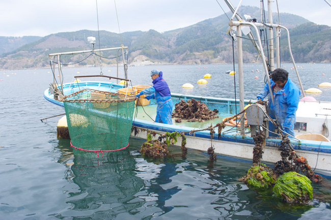 雄勝湾　牡蠣養殖の様子