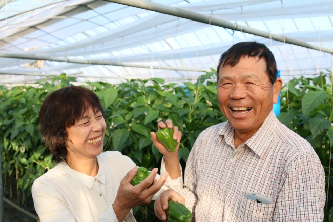 宮崎県西都市のピーマン農家、菅原さんご夫妻