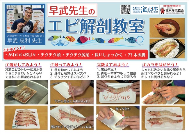 エビ解剖教室マニュアル 抜粋