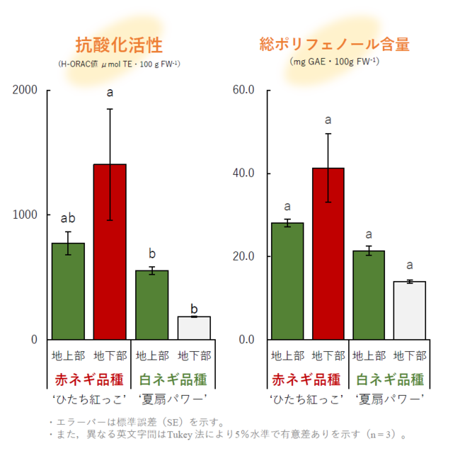 図３：赤ネギ品種‘ひたち紅っこ’および白ネギ品種‘夏扇パワー’の地上部および地下部における総ポリフェノール含量とH-ORAC 値。