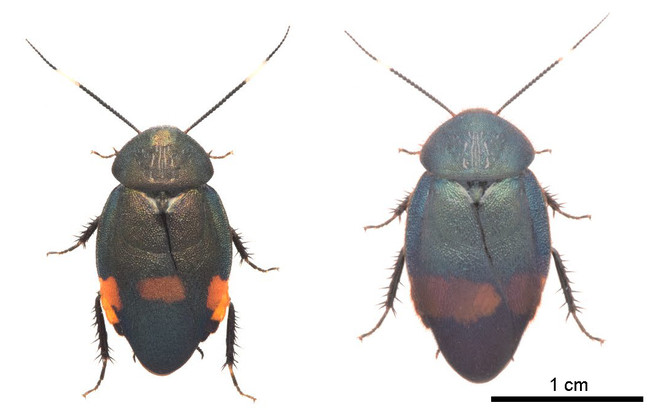 アカボシルリゴキブリ　オス（左） 　　ウスオビルリゴキブリ　オス（右）
