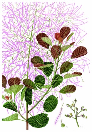 〔一般の部 筑波実験植物園長賞〕 スモークツリー　伊藤 葉子（東京都）