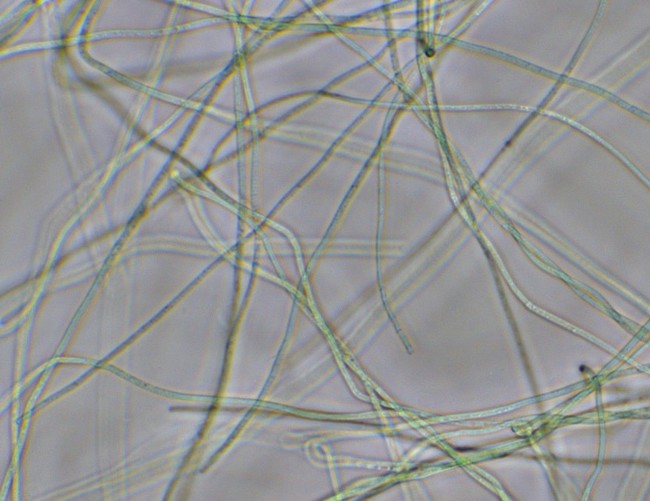 写真1　本種は青緑色の糸状であり、その直径は1-3 µｍと非常に細い