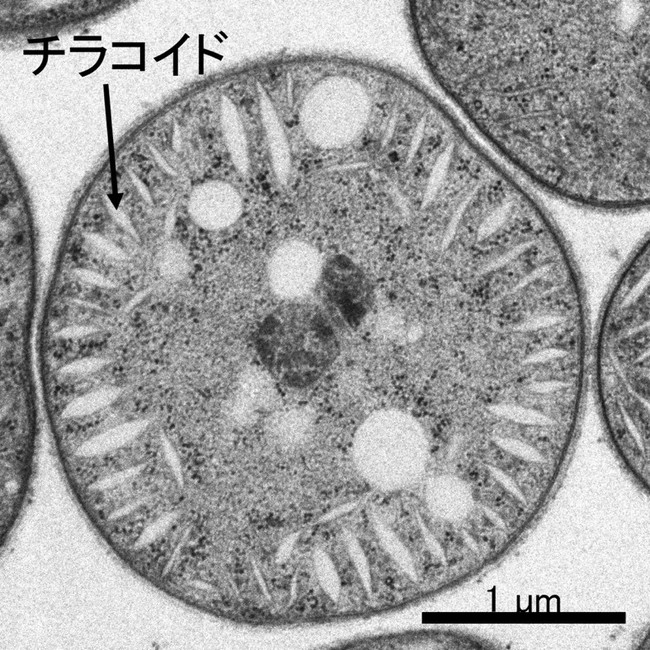 写真2　糸状体のシアノバクテリアとしては珍しい放射状のチラコイドを持つ