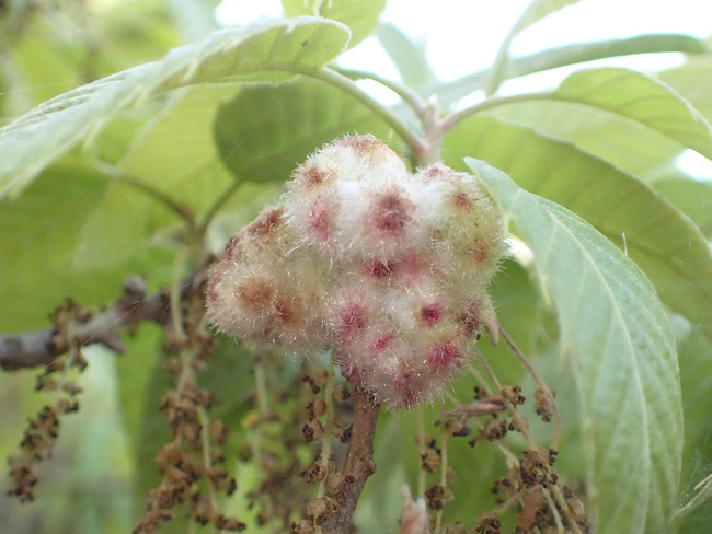 【クヌギハケタマバチの虫こぶ（両性世代）】クヌギの雄花につくられ、綿のようにふわふわとした毛で覆われる。