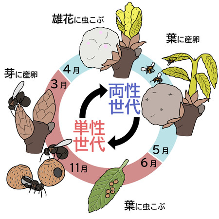 【クヌギハケタマバチの生態】オスとメスがいる両性世代とメスだけの単性世代を交互にくり返す。成虫の姿、虫こぶの形やつくられる部位は２つの世代で異なる。